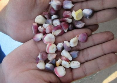 Field trip to Beach Flats community garden -child's hand holding colorful corn kernels